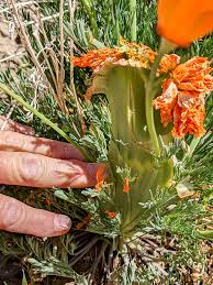 Attēlu rezultāti vaicājumam “Eschscholzia californica fruit”
