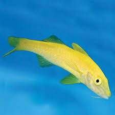 Image result for Parupeneus cyclostomus