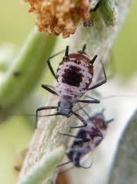 Attēlu rezultāti vaicājumam “Macrosiphoniella absinthii”