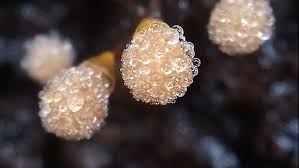 Attēlu rezultāti vaicājumam “Trichia sp.”