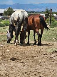 Image result for Winchester Riding Club