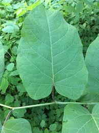 Attēlu rezultāti vaicājumam “Reynoutria sachalinensis leaf”