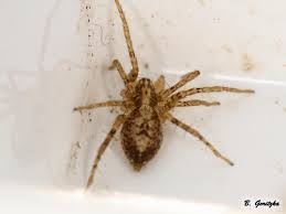 Attēlu rezultāti vaicājumam “Anyphaena accentuata”