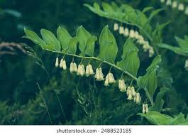Attēlu rezultāti vaicājumam “Polygonatum odoratum flower”