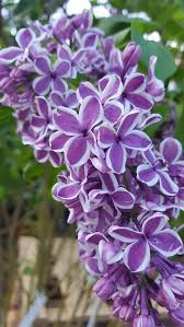 Attēlu rezultāti vaicājumam “Syringa vulgaris flower”