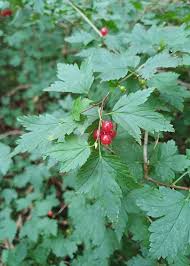 Attēlu rezultāti vaicājumam “Ribes alpinum leaf”