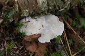 Attēlu rezultāti vaicājumam “Tyromyces chioneus”