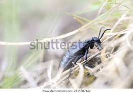 Attēlu rezultāti vaicājumam “Meloe sp. imago”