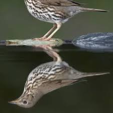 Attēlu rezultāti vaicājumam “Turdus philomelos adult”
