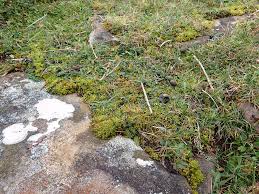 Attēlu rezultāti vaicājumam “Didymodon fallax var. brevifolius”