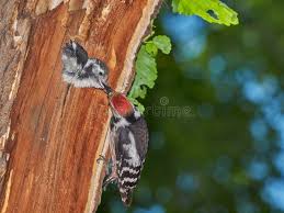 Attēlu rezultāti vaicājumam “Dendrocopos medius nest”