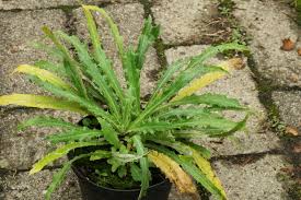 Attēlu rezultāti vaicājumam “Carlina vulgaris”