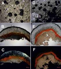 Attēlu rezultāti vaicājumam “Mycoblastus sanguinarius”