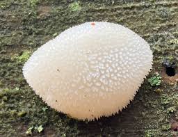 Attēlu rezultāti vaicājumam “Pseudohydnum gelatinosum”