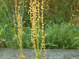 Attēlu rezultāti vaicājumam “Rumex acetosa flower”