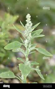 Attēlu rezultāti vaicājumam “Atriplex patula leaf”