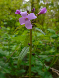 Attēlu rezultāti vaicājumam “Cardamine bulbifera flower”