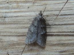 Attēlu rezultāti vaicājumam “Luquetia lobella”