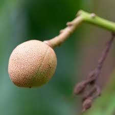 Attēlu rezultāti vaicājumam “Aesculus flava fruit”