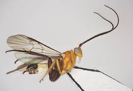 Attēlu rezultāti vaicājumam “Diphyus latebricola”