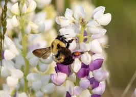 Attēlu rezultāti vaicājumam “Bombus”