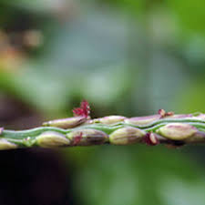 Attēlu rezultāti vaicājumam “Digitaria ischaemum leaf”