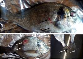 Image result for Sparus aurata