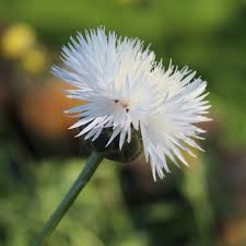 Image result for Flockenblume