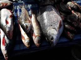 Image result for Hypophthalmichthys nobilis