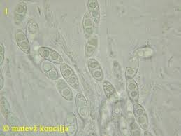 Attēlu rezultāti vaicājumam “Neonectria fuckeliana”