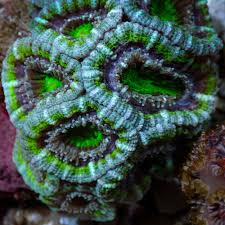 Attēlu rezultāti vaicājumam “Collaria rubens macro”