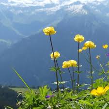 Attēlu rezultāti vaicājumam “Trollius europaeus”