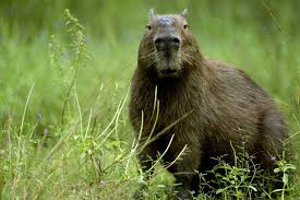 Attēlu rezultāti vaicājumam “Hydrochoerus hydrochaeris”