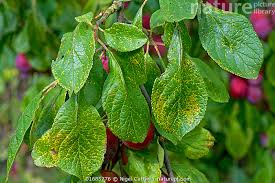 Attēlu rezultāti vaicājumam “Tranzschelia pruni-spinosae spores”