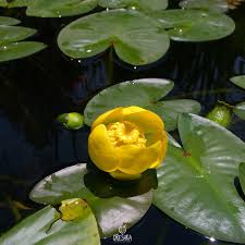 Attēlu rezultāti vaicājumam “Nuphar lutea fruit”