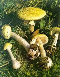 Attēlu rezultāti vaicājumam “Amanita citrina”