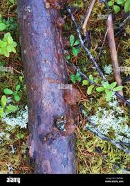 Attēlu rezultāti vaicājumam “Exidia saccharina”