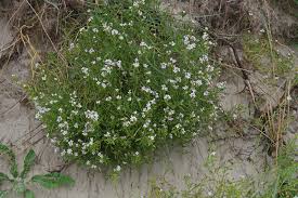 Attēlu rezultāti vaicājumam “Cakile maritima subsp. baltica leaf”