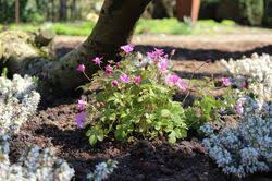 Attēlu rezultāti vaicājumam “Rubus arcticus”