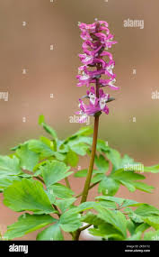 Attēlu rezultāti vaicājumam “Corydalis cava flower”