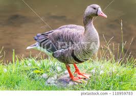 Attēlu rezultāti vaicājumam “Anser albifrons”