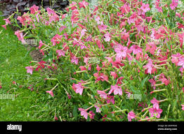 Image result for Nicotiana x sanderae `Perfume`F1