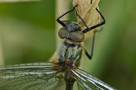 Attēlu rezultāti vaicājumam “Cordulia aenea”