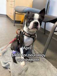 Image result for Boothtown Terriers A R L F C