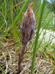 Attēlu rezultāti vaicājumam “Orobanche coerulescens flower”