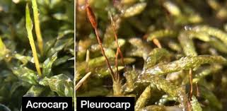 Attēlu rezultāti vaicājumam “Hygroamblystegium varium sporophyte”