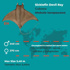 Image result for Mobula tarapacana