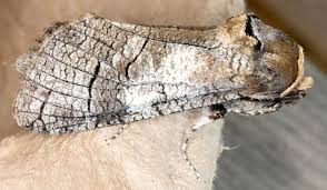 Attēlu rezultāti vaicājumam “Capsodes gothicus imago”