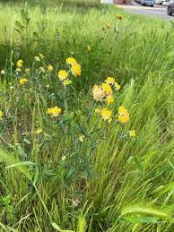 Attēlu rezultāti vaicājumam “Anthyllis maritima”