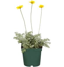 Image result for Färberkamille